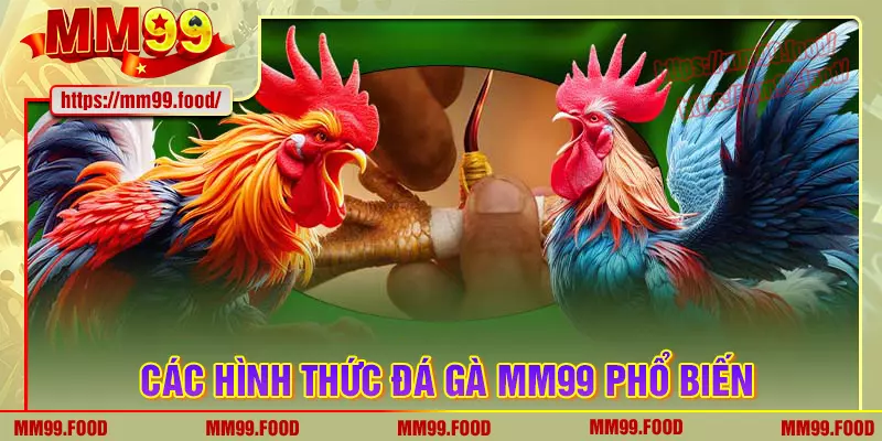 Các hình thức đá gà mm99 cực hot hiện nay