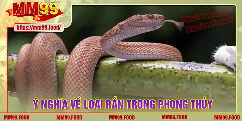 Ý nghĩa tiềm ẩn về nằm mơ thấy rắn trong phong thủy